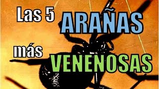 The 5 most poisonous spiders in the world