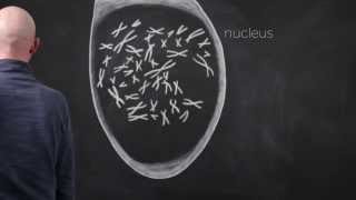 Epigenetic Mechanisms