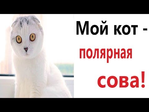 Лютые приколы. МОЙ КОТ – ПОЛЯРНАЯ СОВА!!! Самое смешное видео! Попробуй не засмеяться! - Domi Show