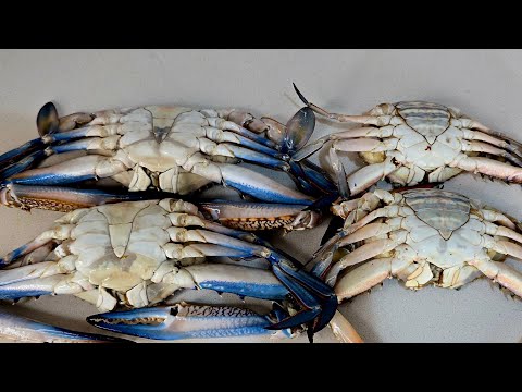 الفرق بين الكابوريا الذكر والأنثى مع طريقة تنظيف الكابوريا بسهوله سلوى نبيل