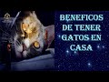 ¡¡¡LOS BENEFICIOS DE TENER UN GATO EN CASA!!!