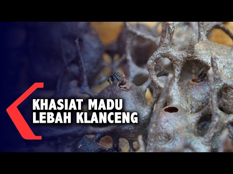 Khasiat Madu Lebah Klanceng