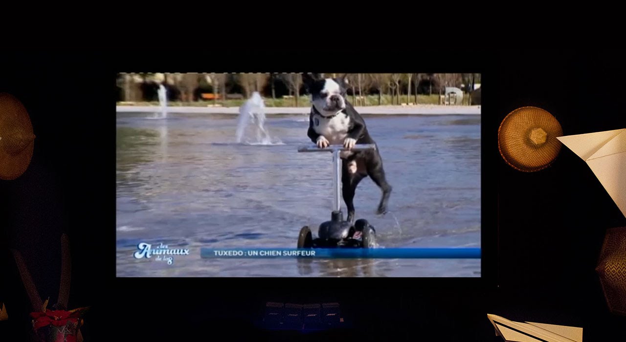 Les Animaux De La 8 Replay Youtube Les Animaux de la 8 - YouTube