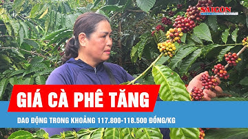 Giá cà phê trong nước lên mức 118.500 đồng/kg
