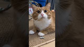 Your Cat’s Slow Blink Has a Secret Meaning 😳🐱