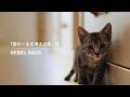 「猫の一生を考える家」篇