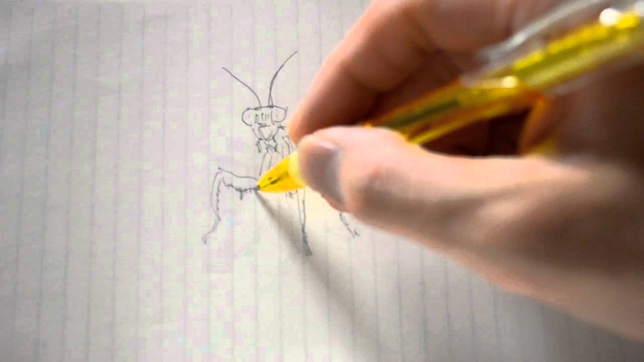 Drawing Mantis カマキリを ボールペンで描いた Youtube