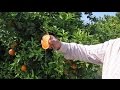 Valencia - Das Land, wo die Orangen blühen