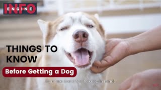 Things to know before getting a dog | what to know before getting a dog! by Info Engine - Pets 24 views 1 year ago 5 minutes, 6 seconds