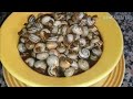 طريقة تحضيرالببوش او الحلزون🐌 بطريقة مغربية لذيذةجدا😋