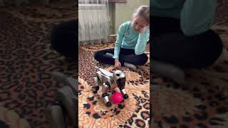 Робопес Sony AIBO – легендарная собака-робот