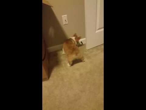 Corgi puppy discovers doorstop