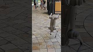 Robot dog at Ala Moana shopping center