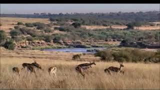 Cheetah hunting deer top speed 👌