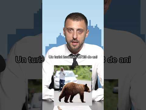 Ursul politic