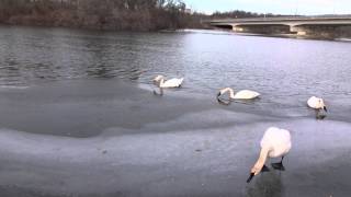 Trumpeter Swan To Mute Swan - Move Out - Huron River - Ann Arbor, Michigan - January 2015