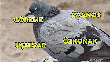 Türkiye (Turkey) 2025: Göreme | Uçhisar | Avanos | Özkonak (Public)