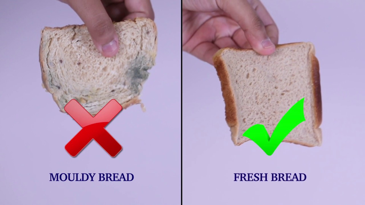 Testing Bread for Fungus FSSAI YouTube