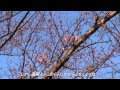 北野台白山公園の桜2015