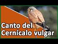 Canto Cernícalo Vulgar (Falco tinnunculus)