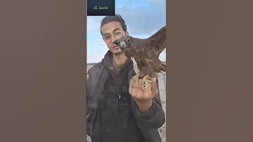 معاه خمس صقور علي الطياره صقر طيور طيران 