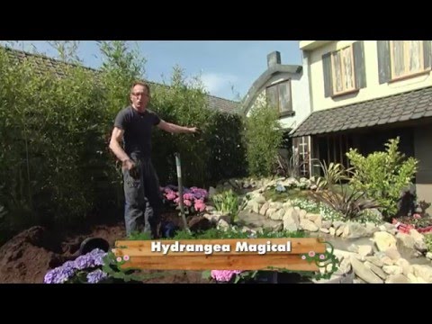 Video: Hydrangea E Kopshtit