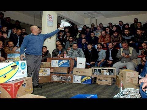 MARDİN TAKLACI Ve KOSTÜM GÜVERCİNLERİ MEZATI(İhalesi) MÜKEMMEL KUŞLAR SERGİLENDİ