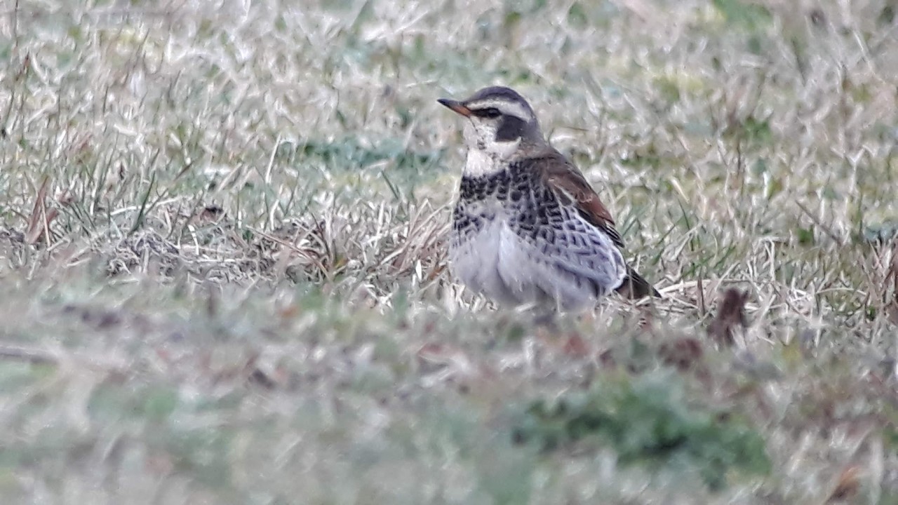 Vogels in natuurgebieden van Arendonk
