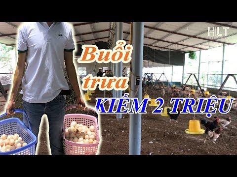 Buổi Trưa Kiếm 2 triệu từ mô hình nuôi Gà Đẻ | Foci