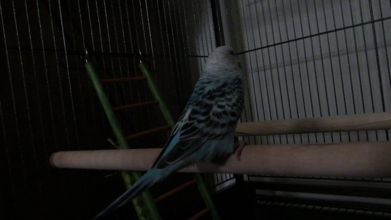 Budgie Breathing 1 YouTube
