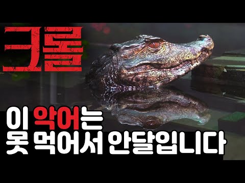 악어가 한시간 반 동안 쉬지않고 사냥합니다 (feat. 크롤)