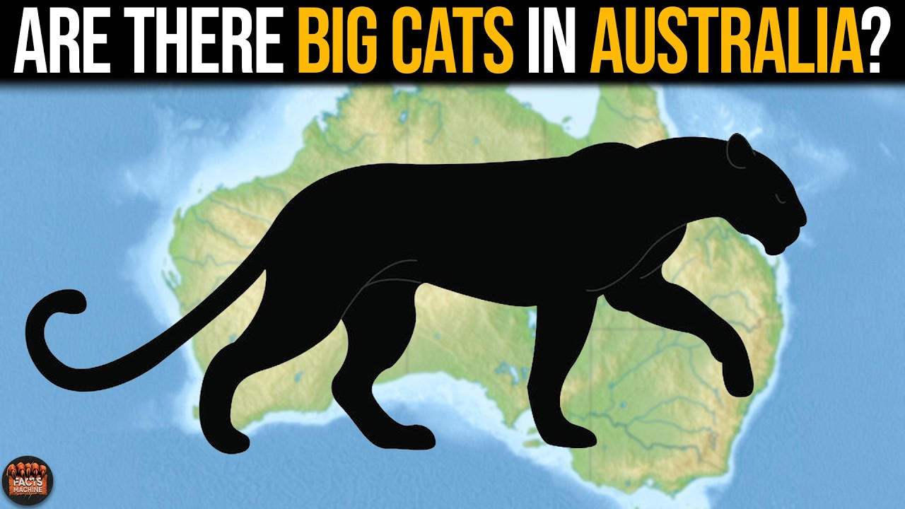 Evolutionary Potential of Feral Cats in Australia