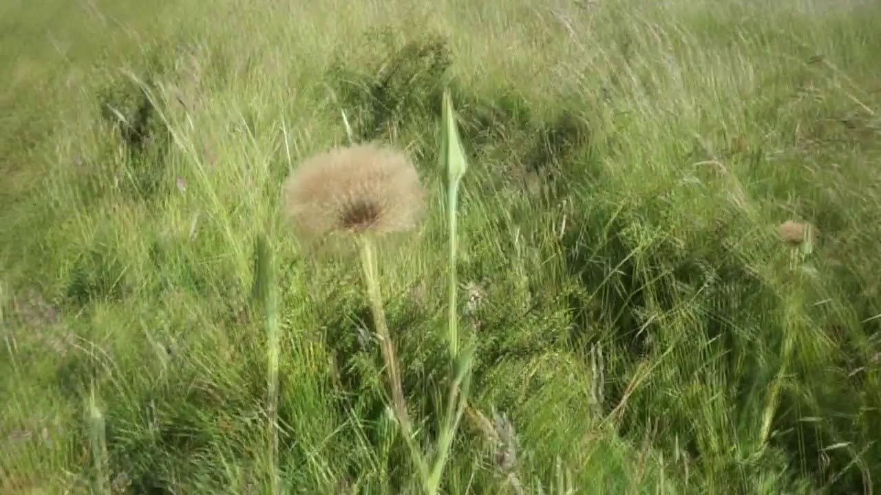 field & pip - YouTube
