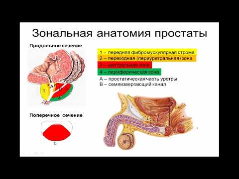 Ультразвуковая анатомия предстательной железы