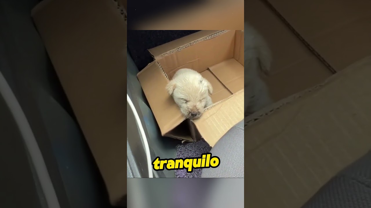 This poor little dog has finally met a kind owner.