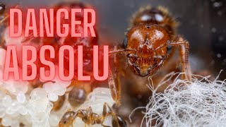 Les Fourmis De Feu Une Menace A La Securite Mondiale