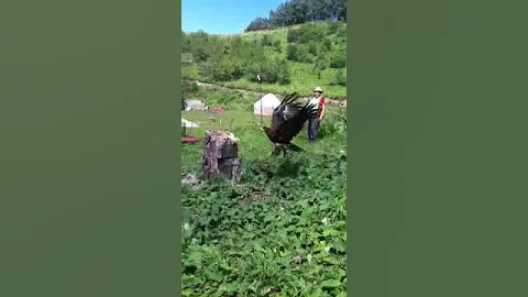 Степной Орел