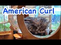 American Curl Cat || Things to Know about Cats ~ สิ่งที่ควรรู้ก่อนเลี้ยงแมวอเมริกันเคิร์ล