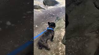 Our French bulldog’s first time at the beach. I checked the sand before letting Bingo walk.