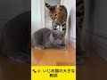 🐾⚡ いじめ猫の大きな教訓 #cat #youtubeshorts #funny #cute #shorts
