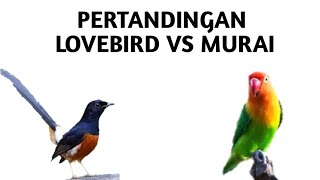 Download lagu SUARA KICAU BURUNG LOVEBIRD VS MURAI ( Keren koleksi Rumahan)