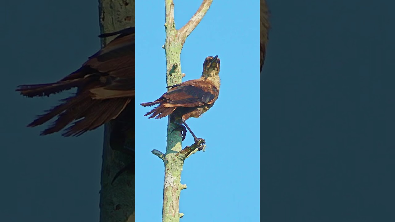 Female Grackle on a branch flies off in search of better things.