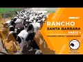 Rancho Santa Barbara Criadores Raza Dorper Parte 4