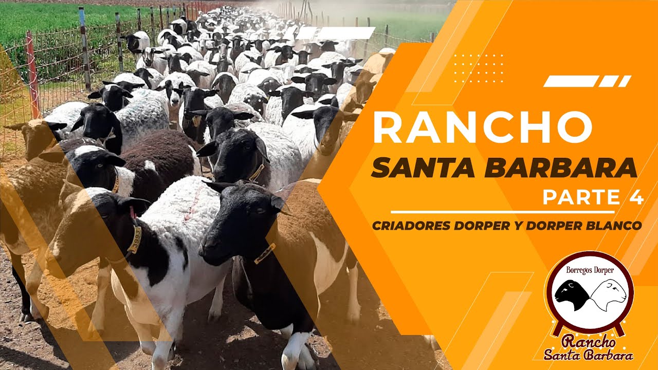 Rancho Santa Barbara Criadores Raza Dorper Parte 4