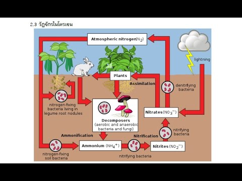 วีดีโอ: วัฏจักรไนโตรเจนเกิดขึ้นในธรรมชาติได้อย่างไร?