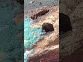 Grüner Schimmelpilz/ Grüner Pilzmehltau-Trichoderma viride Teil 3 (von 4) #nature #shroomers #mold