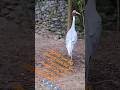 ONE LEG CRANE # Means wait for the right opportunity # human we also wait for an opportunity.