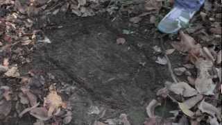 Chasing Bigfoot Trailer (Finding Bigfoot Parody)
