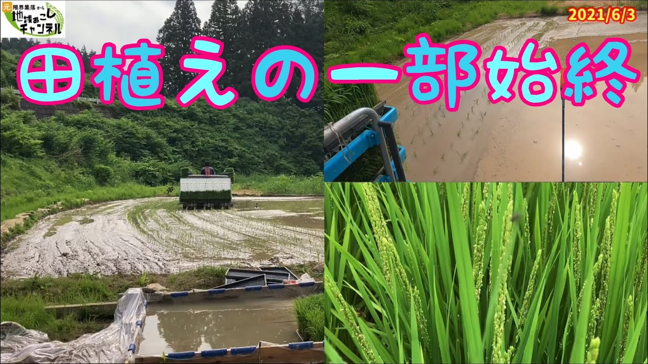 ほぼノーカット】田植えの様子とその田んぼの穂が出た状態の様子 - YouTube