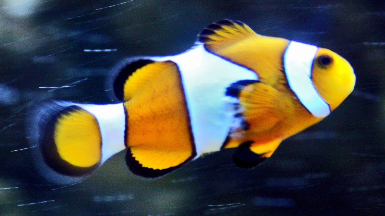 Mořský svět - Sea world